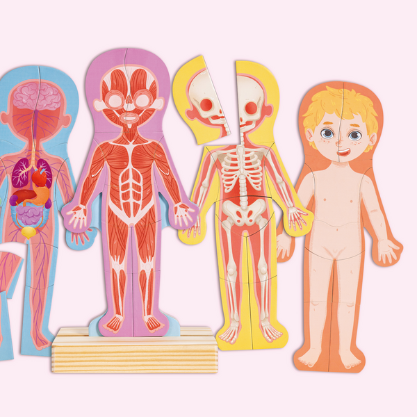 Rompecabezas magnético del cuerpo humano Rompecabezas magnético del cuerpo humano