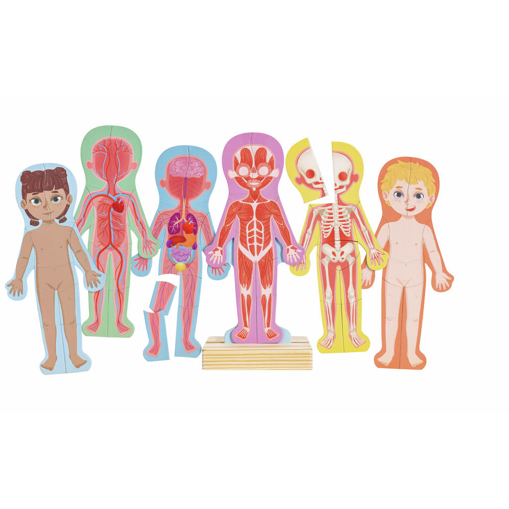Rompecabezas magnético del cuerpo humano